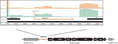 A Small RNA Is Linking CRISPR–Cas and Zinc Transport